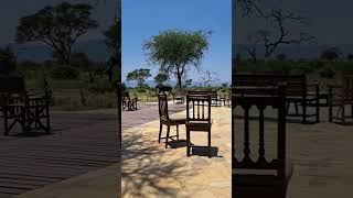 Beautiful lodge in Tanzania 🇹🇿 tanzania safari lodge serengeti elephant wazo drinkingwater [upl. by Purdy]