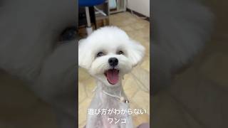 遊び方がわからないワンコ マルプー 多頭飼い トリミング [upl. by Allak]