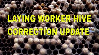 Beekeeping Laying worker bee hive update  part 2 [upl. by Dnarb]