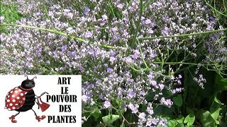 Tuto jardinage Limonium latifolium bleu staticeTaille et entretien Plante vivace [upl. by Ynatil]