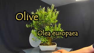 Olive  Olea europaea [upl. by Gessner140]