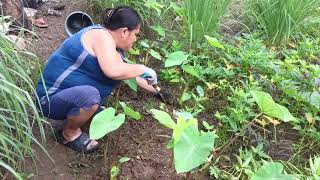 Harvesting Malungay and Tanglad for everyday used plants edibleplants farming [upl. by Zoilla]