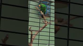 ECLECTUS Parrot Types of Birds [upl. by Marty]