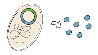 Gentechnik in der Medizin Sichere Insulinherstellung [upl. by Nospmis492]