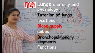 lungs anatomy amp physiology in hindi  interior of lungs  functions  blood supply  lobes [upl. by Ocirderf]