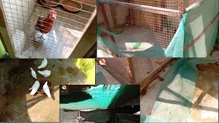 Update 125  master cage ki net set ho gyi waqarbirds birds pigeonbird [upl. by Yrreiht]