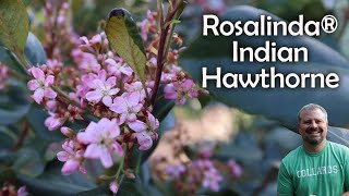 Rosalinda® Indian Hawthorne  Raphiolepis indica [upl. by Eanom44]