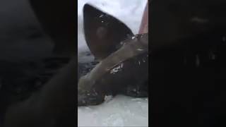 Ice Fishing for Sturgeon fishing icefishing minnesota fish sturgeon catchandrelease bigfish [upl. by Thanos]