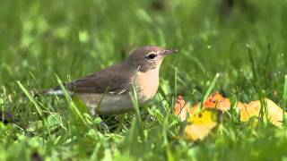 Gartengrasmücke  Garden Warbler  Sylvia borin [upl. by Kele641]