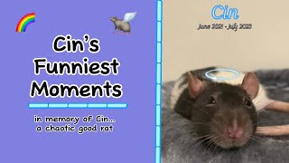 CIN’S FUNNIEST  BEST MOMENTS  in memory of a chaotic good rat [upl. by Melodee]