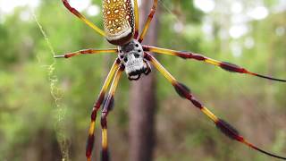 Spiders of Florida [upl. by Walley294]