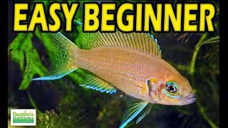 EASY BEGINNER CICHLIDS Species Sunday [upl. by Featherstone525]