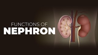 What are Nephrons  Nephron Structure and Functions  Functions of Nephron [upl. by Desdee762]