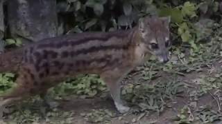 Malagasy civets Ranomafana Madgascar [upl. by Hook]