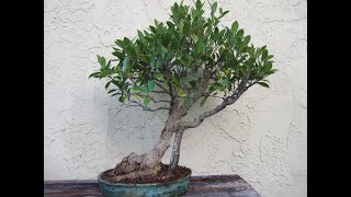 Repotting a Ficus retusa Bonsai July 3 24 [upl. by Darum239]