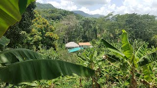 Venta de Finca de 21 Tareas Agrícola Ecológica y Montañosa en Cambita San Cristóbal República en RD [upl. by Iliak]