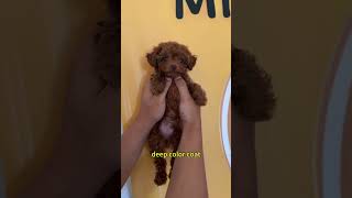 🇺🇸Teacup poodle pup 4 lbs full grown puppy dog poodle toypoodle cutedog pets [upl. by Anotyal]