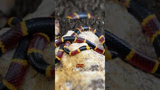 The 8 Most Vibrant Snakes of the USA  Eastern Coral Snake  Part 02 [upl. by Novihc]