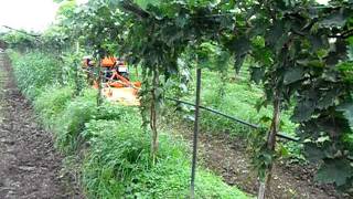 Kubota B2420 with rotary tiller in a vineyard at Pimpalgaon Baswant Nashik [upl. by Guzel]