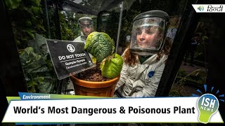 World’s Most Dangerous amp Poisonous Plant  ISH News [upl. by Kluge]