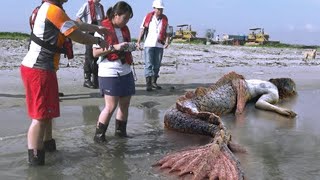 Grabe to Mga Kakaibang Sea Creatures na Napadpad sa Beach [upl. by Dihahs]