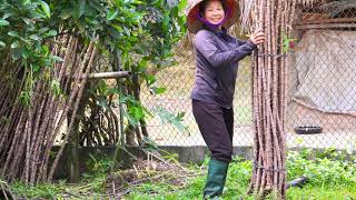 Planting Cassava Diligent Hands on the Mountain Peak [upl. by Brod]