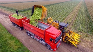 Picking Organic Sweet Corn  Oxbo 2475 corn picker  suiker mais plukken [upl. by Eniamreg]