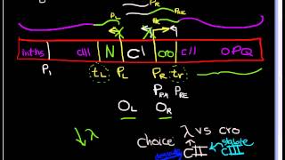 Lambda Phage part 3 Gene regulation in lytic vs Lysogenic Cycle [upl. by Mcdougall]