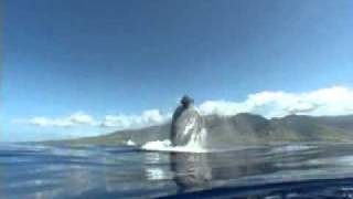 Humpback whale breaching off west Maui [upl. by Vale338]