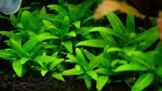 staurogene repens aquarium plant [upl. by Annaer]