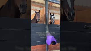 POV you’re a horse ready to race anytime 😎 via baymarefarm2021 [upl. by Gowrie]