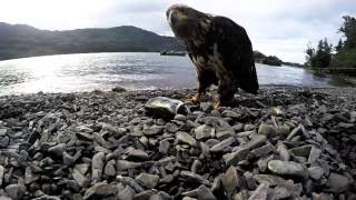 Prince William Sound Alaska 2016 Commercial Fishing amp Wilderness Shots [upl. by Arrol644]