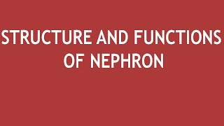 Structure and functions of Nephron  Dr Shikha Parmar [upl. by Fredette]