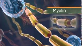 The role of myelin [upl. by Willtrude]