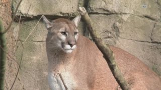 California Mountain Lion Attack 18yearold expected to survive attack that killed brother [upl. by Jenesia746]