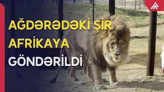 Ermənilərin baxımsız vəziyyətdə saxladığı şir xilas edildi  APA TV ADITVanimals [upl. by Christabelle]