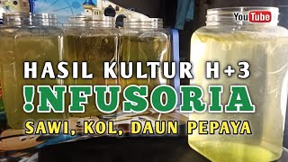 Hasil Kultur Infusoria hari Ke3️⃣  Media Sayur Kol✅Sawi☑️Daun Pepaya🌿 [upl. by Richara]