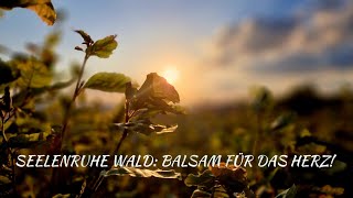 Seelenruhe Wald Balsam für das Herz [upl. by Rich839]