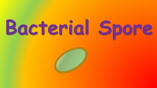 bacterial spore [upl. by Ipoillak]