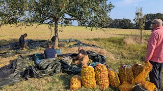 Apfelernte auf unserer Streuobstwiese – Alte Apfelsorten für Apfelsaft amp Apfelwein  Teil 1 [upl. by Lemmuela300]