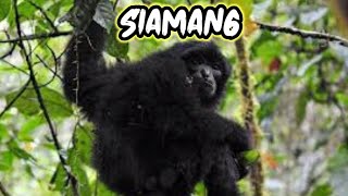 Siamang Video  Bunyi Suara Siamang  Lotong  Siamang Gibbon Sound Singing  Howler Monkey [upl. by Standish]