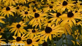 Blackeyed susan Rudbeckia fulgida Goldstrum [upl. by Ainud]