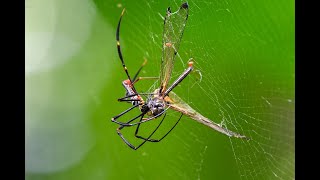 Nephila pilipes eating Yellow barred flutterer Dragonfly [upl. by Fadiman]