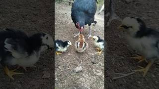 Gallina y pollitos 🥰 sonido de pollitos  de pollo  videos divertidos pollitos pollo asmr 🐣 93 [upl. by Ivzt]