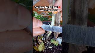 Grow🍎 plant from seed and grafting it for more fruits [upl. by Kemble]