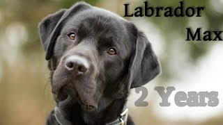 Labrador Retriever Max  2 Years [upl. by Orella]