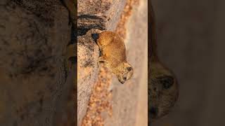 Rock Hyrax Procavia capensis in Hyraxe Dassie Corie Family  Observed in Description [upl. by Dent]