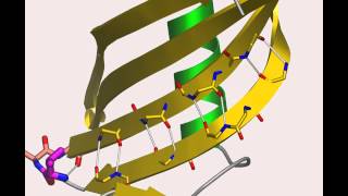 Cystatin A protein that flips out [upl. by Ihskaneem]