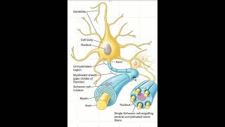 Difference between myelinated and non myelinated nerve fiber [upl. by Herzberg]