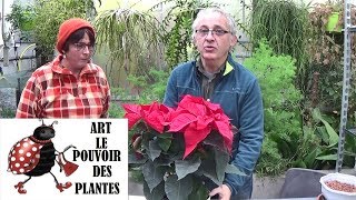 Conseils jardinage Poinsettia Etoile de Noël Entretien et arrosage Plante verte dintérieur [upl. by Edyth]